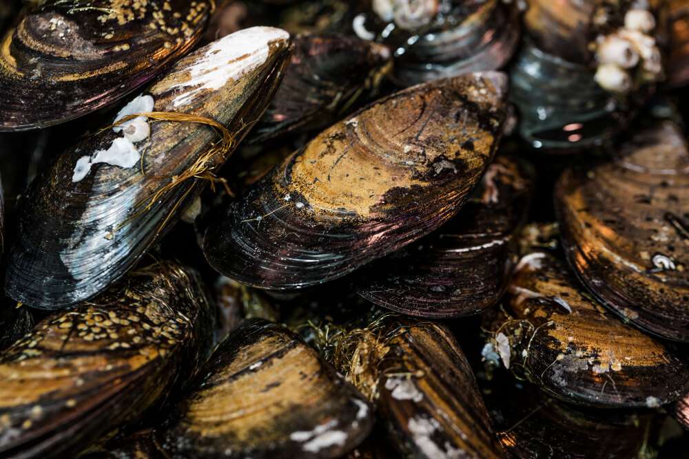 close-up-fresh-black-clams