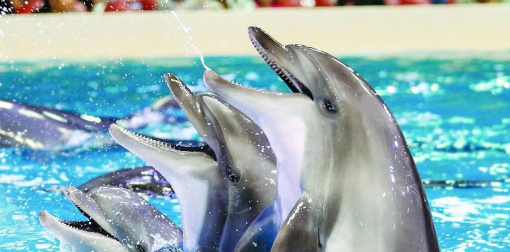 Featured image of Dubai Dolphinarium