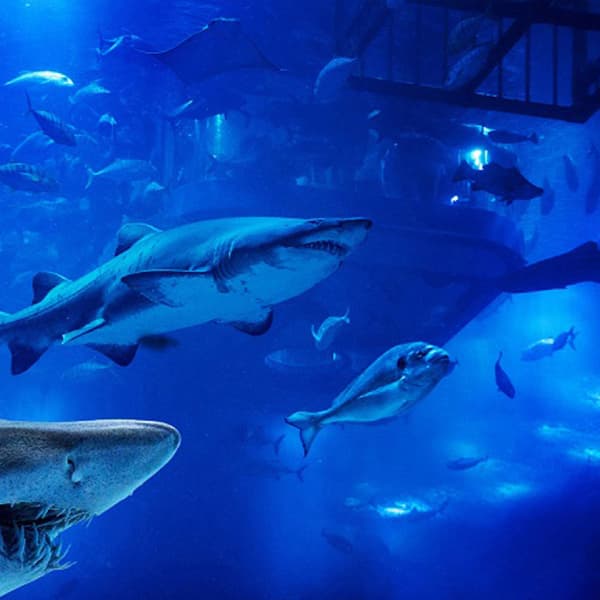 Image of Sharks in Dubai Aquarium and Underwater Zoo