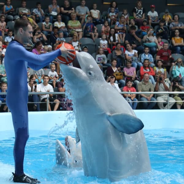 image of dolphin with trainer and ball at Dubai Dolphinarium