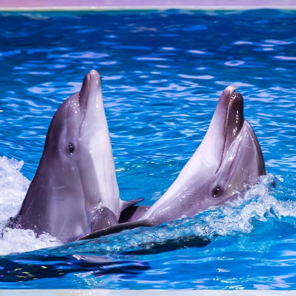 image of dolphins at the Dubai Dolphinarium