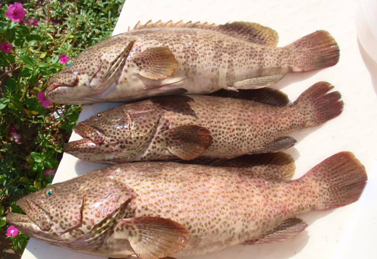 What to Expect from a Seafood Restaurant in Dubai - Sallet Al Sayad