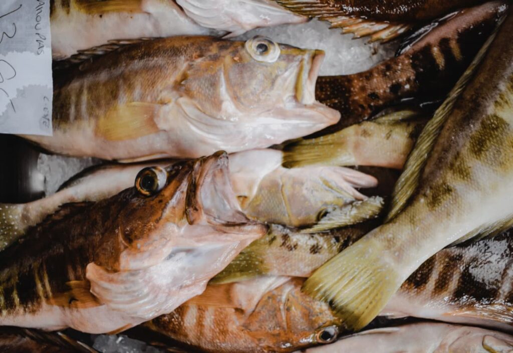Thumbnail Picture of Beyond the Plate_ The Cultural Significance of Seafood in the Middle East by Sallet Al Sayad