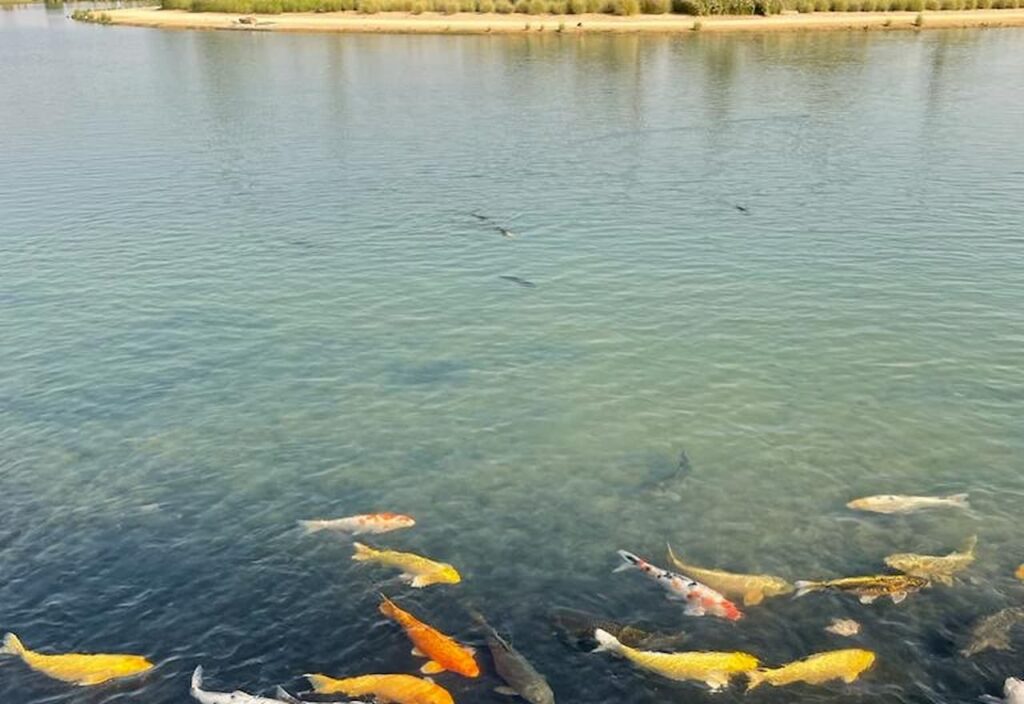 Thumbnail-For-Koi-Fish-Al-Qudra-Lake-By-Sallet Al Sayad